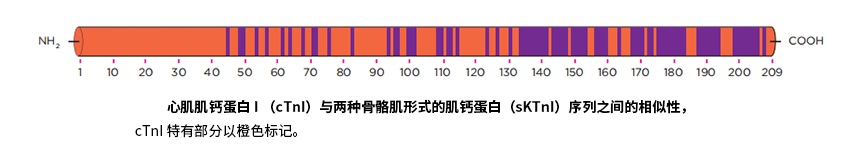 心肌肌钙蛋白 I（cTnI）与两种骨骼肌形式的肌钙蛋白（skTnI）序列之间的相似性