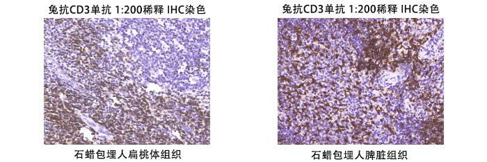 兔抗人CD3抗体案例