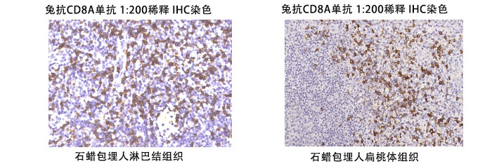 兔抗人CD8A抗体案例