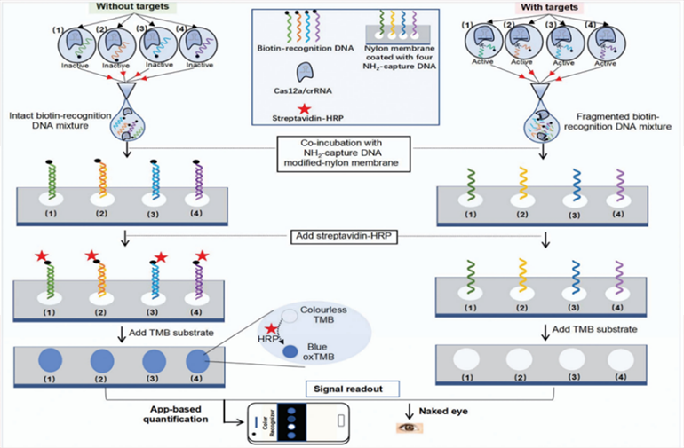 CRISPR-RDB检测原理