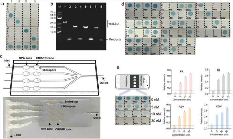 CRISPR-RDB可行性分析图