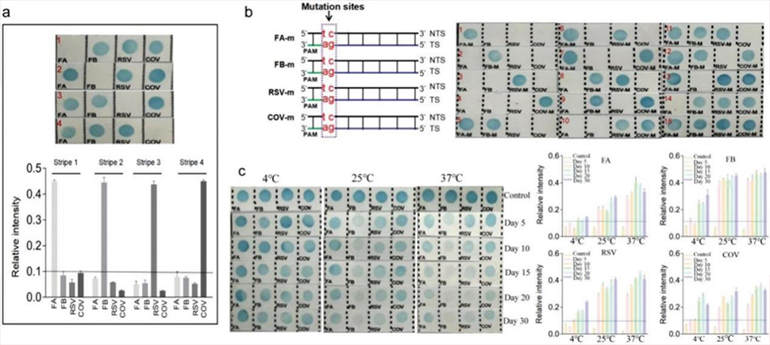 CRISPR-RDB检测特异性和稳定性图