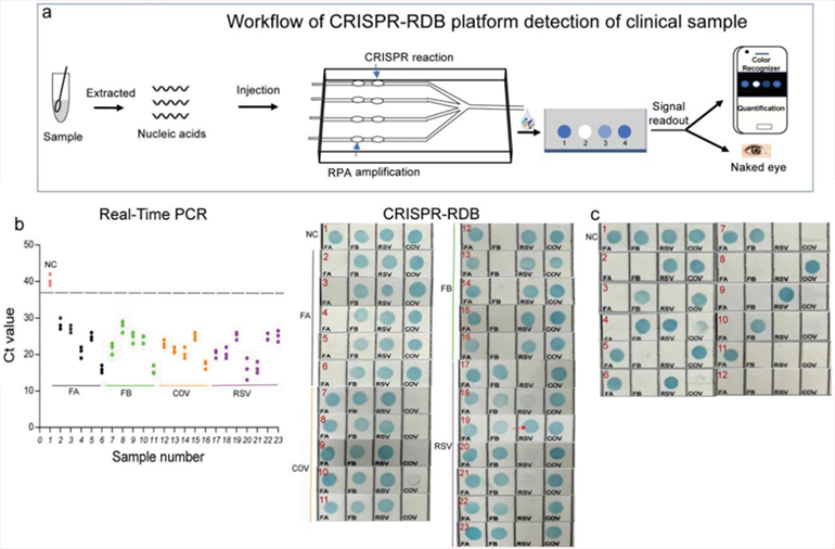 CRISPR-RDB检测呼吸道临床样本图