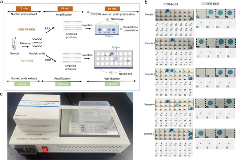 CRISPR-RDB检测HPV临床样本图