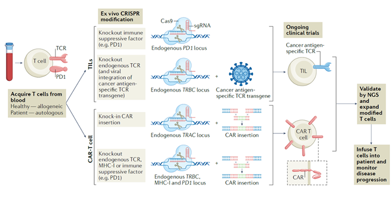CRISPR工程化改造T细胞的多种方式图