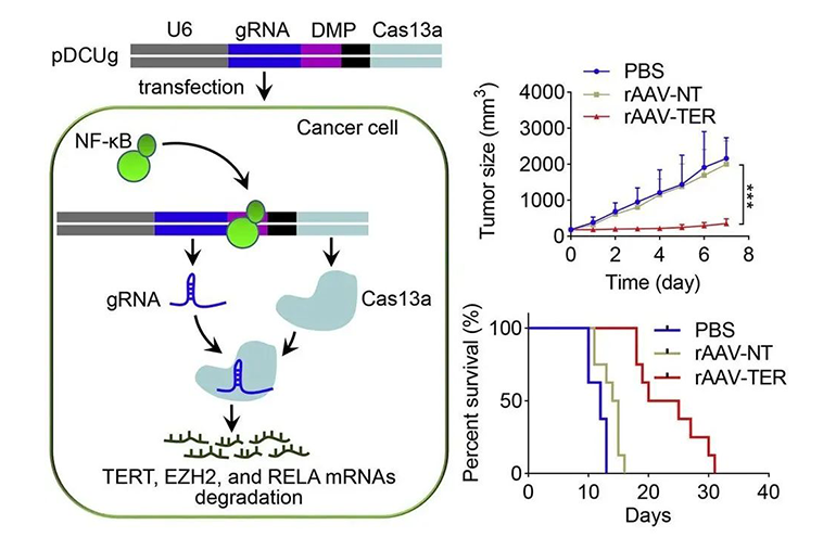 利用NF-κB控制CRISPR-Cas13a系统的表达，肿瘤特异性降解致癌基因图