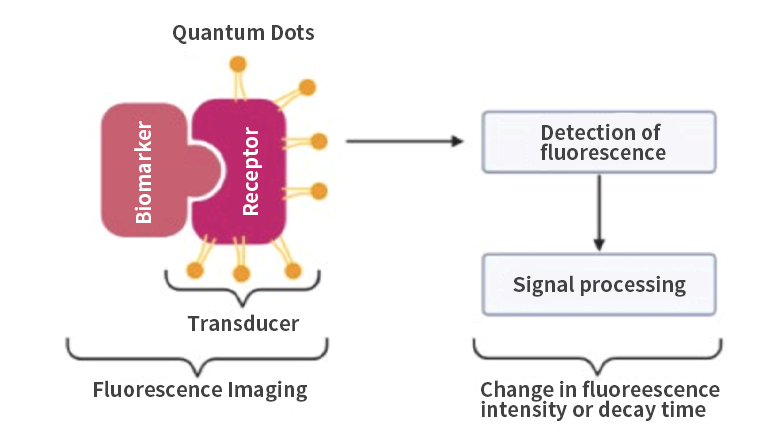 荧光传感器的基本工作原理图