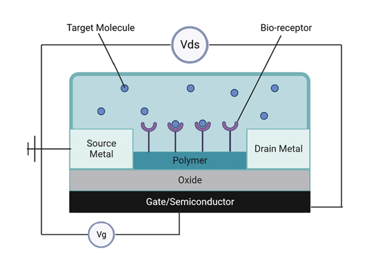 场效应晶体管（FET）传感器的基本工作原理图