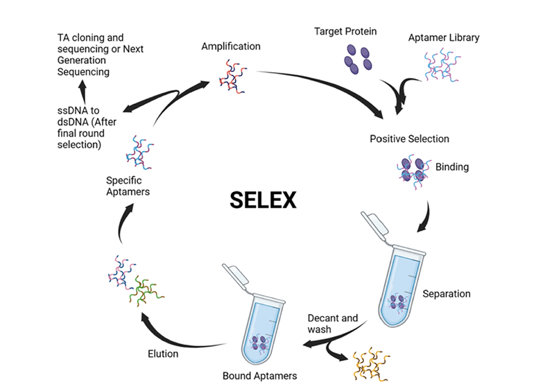 指数富集的配体系统进化技术（SELEX）过程概览图