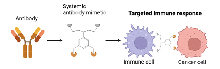 论人工合成的仿生抗体与免疫细胞结合并促进其靶向癌细胞的示意图