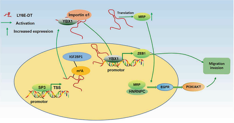 lnc-LY6E-DT编码蛋白促进乳腺癌浸润转移的分子机制的示意图