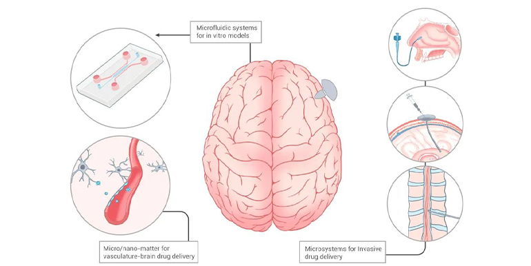 脑部药物递送图