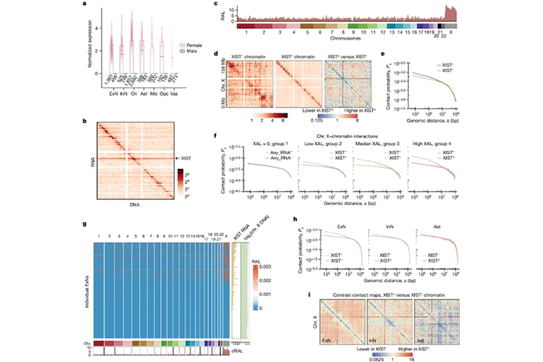 研究在女性前额皮质细胞中揭示了XIST-染色质相互作用的细胞特异性