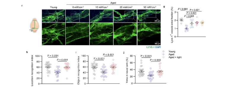 光调节mLVs引流能减弱老年小鼠的认知能力下降