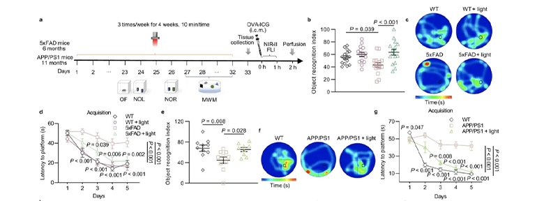 光疗对AD小鼠的认知能力和病理学影响