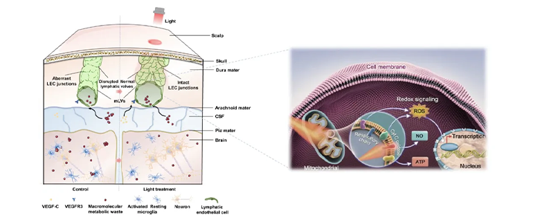 mLVs靶向光疗改善AD病理的机制示意图